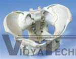 Ligamented Female Pelvis Model